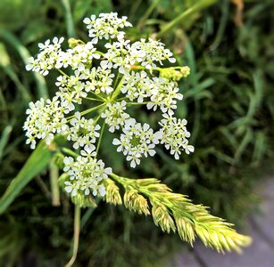 Medicinal plant white flowers small photo