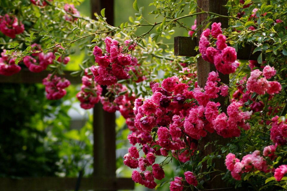 Romance blossom bloom