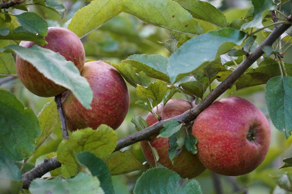 Fruit apple tree red apple