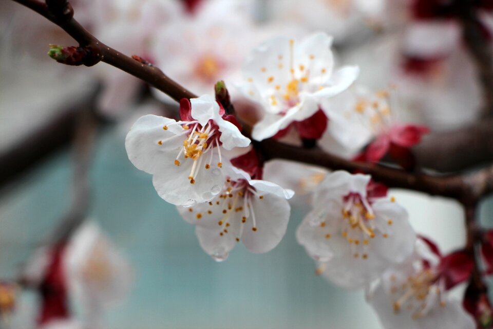 Cherry blossom nature plants