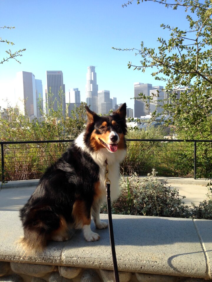 Australian shepherd downtown purebred