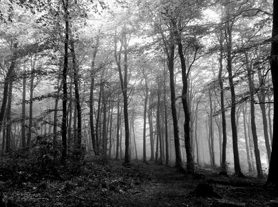 Spooky trees wood