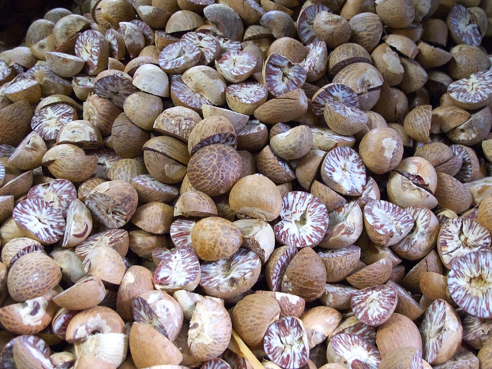 Myristica spice fruit