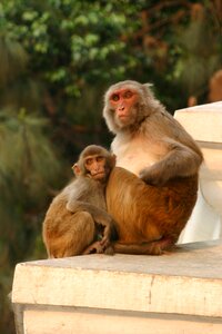 Kathmandu nepal little monkey photo
