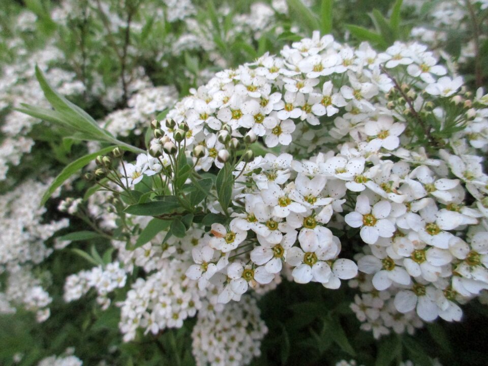 Spring flowers small flowers