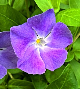 Single bloom violet large photo