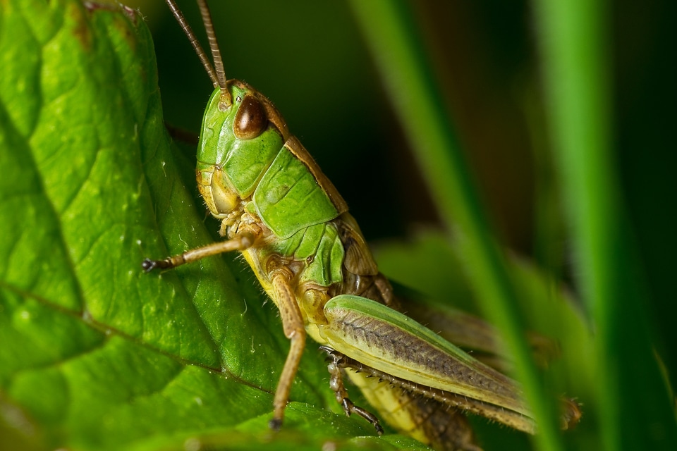 Macro detail in the grass
