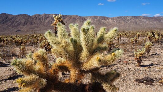 Cacti california joshua tree