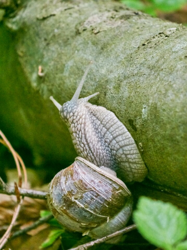 Churches animal mollusk