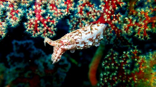 Sulawesi lembeh cuttlefish photo
