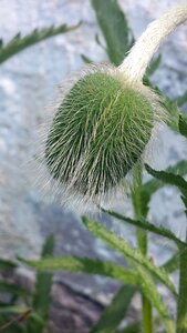 Spring flower bud