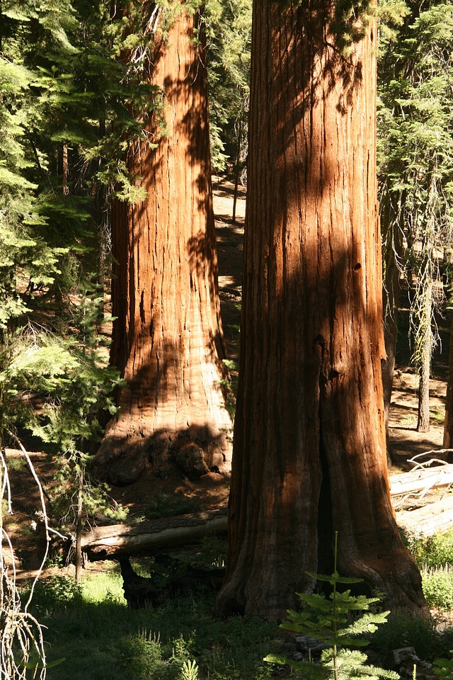 Yosemite park natural