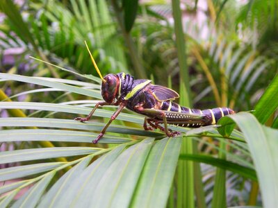 Tropical forest rainforest