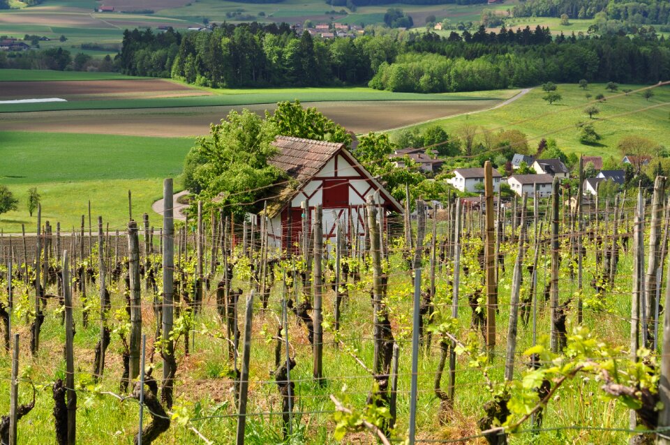 Vines wine nature
