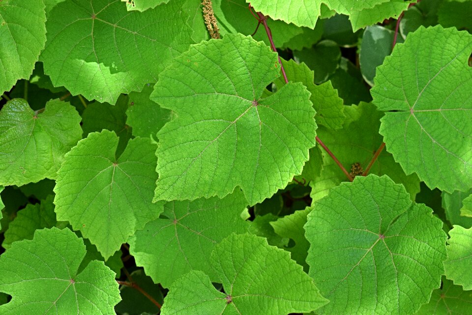 Vine garden nature