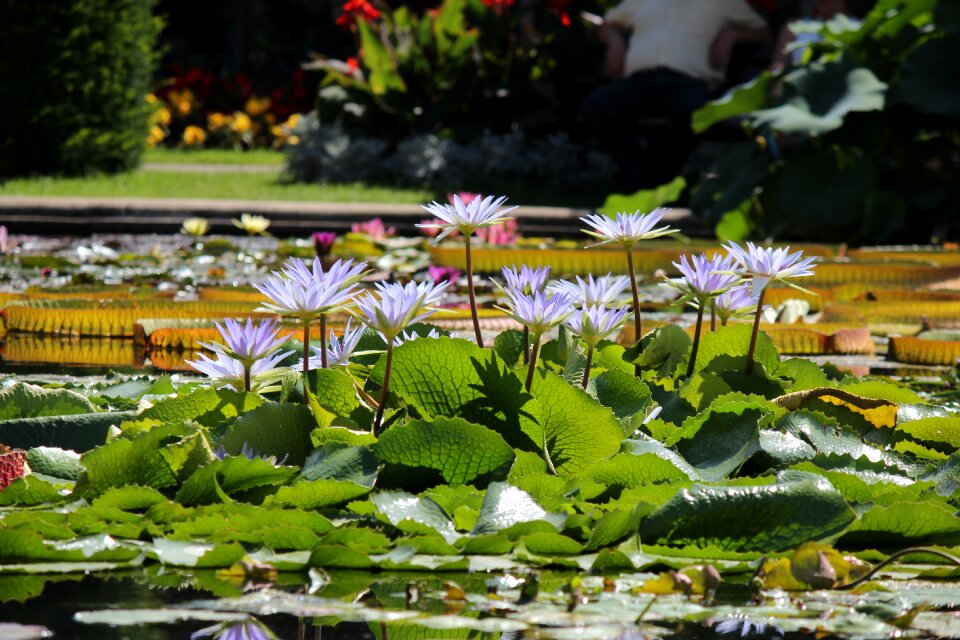 Aquatic plant blossom bloom