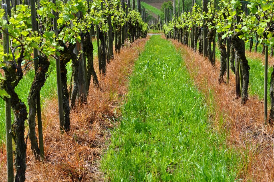 Vine green grapes