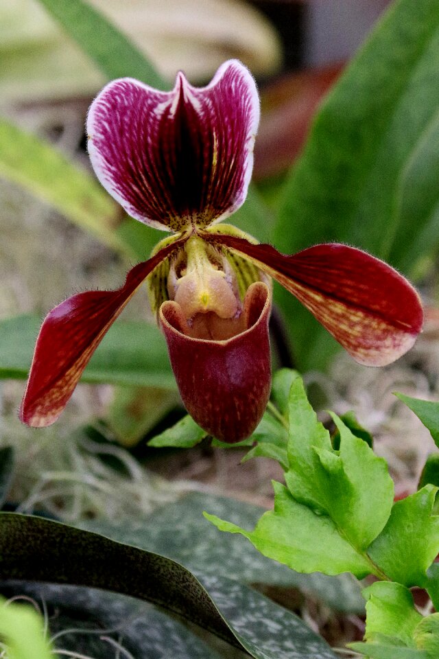 Greenhouse nature flora