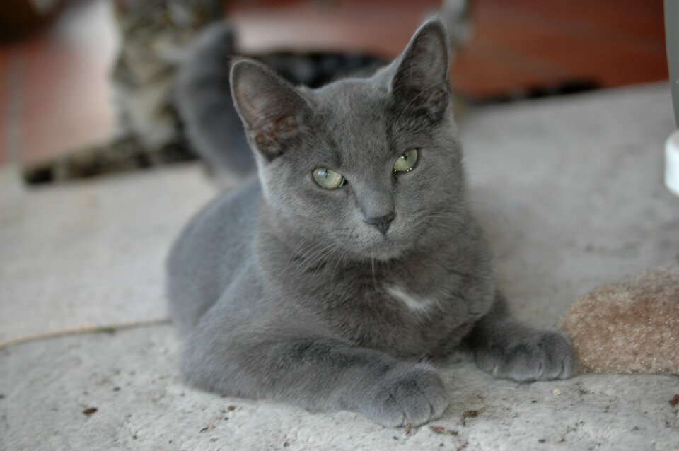 Animal kitty young