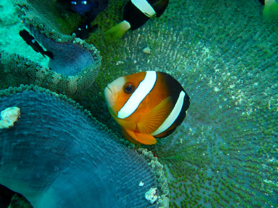 Philippines underwater fauna