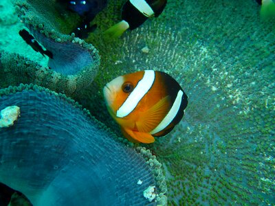 Philippines underwater fauna photo
