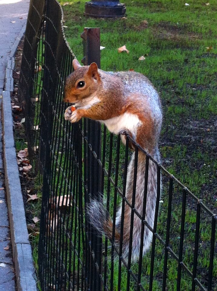Squirrel nature animals