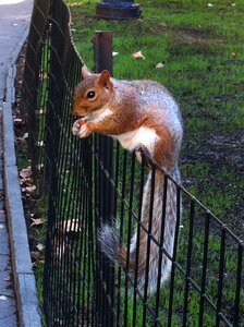 Squirrel nature animals