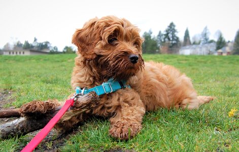 Leash harness cute puppy photo