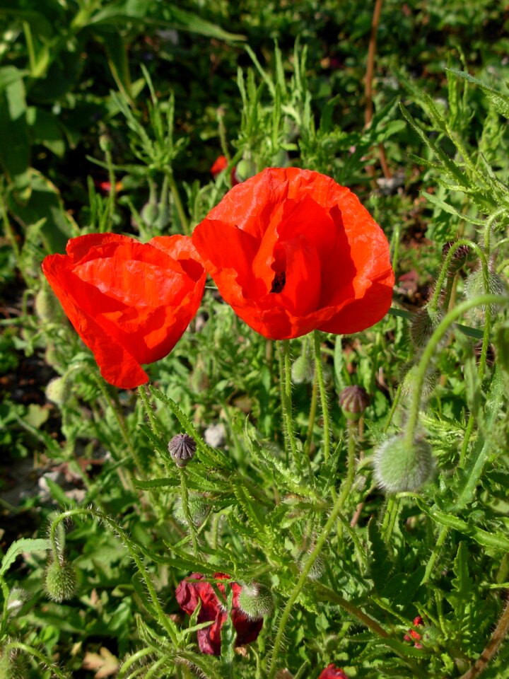 World war 1 summer poppy