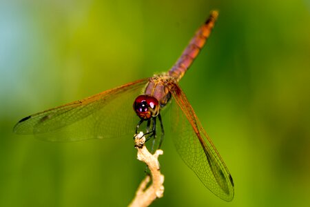 Nature green dragon