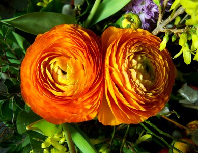 Goldilocks orange cut flower photo