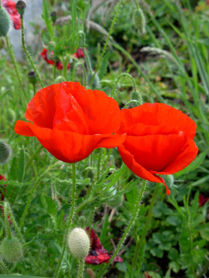 World war summer poppy