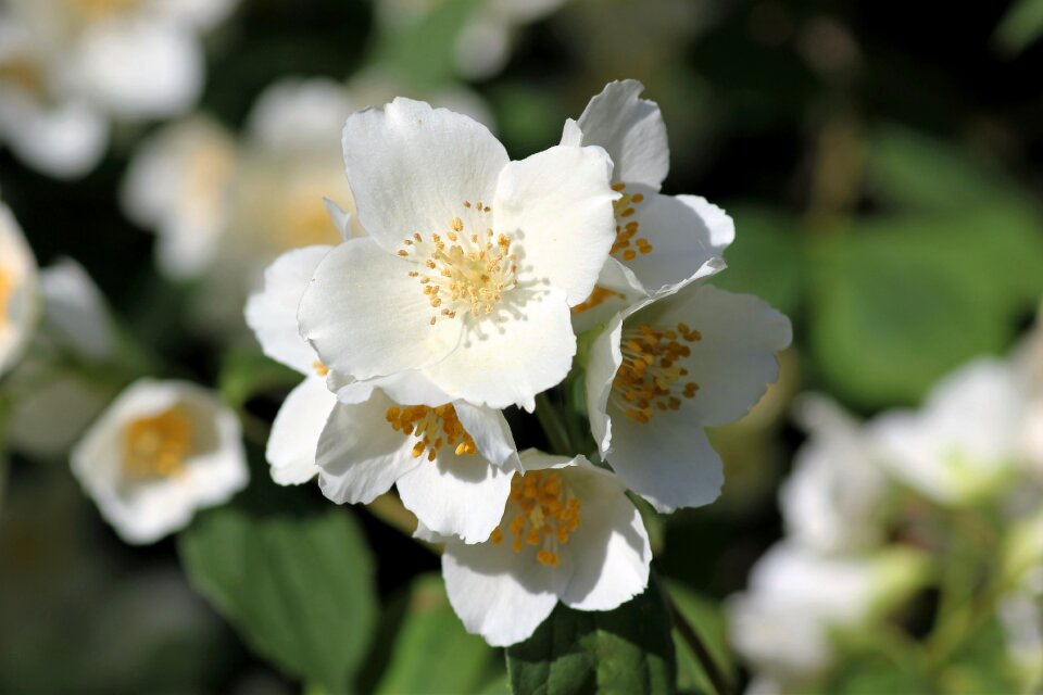 White flowers freshness spring