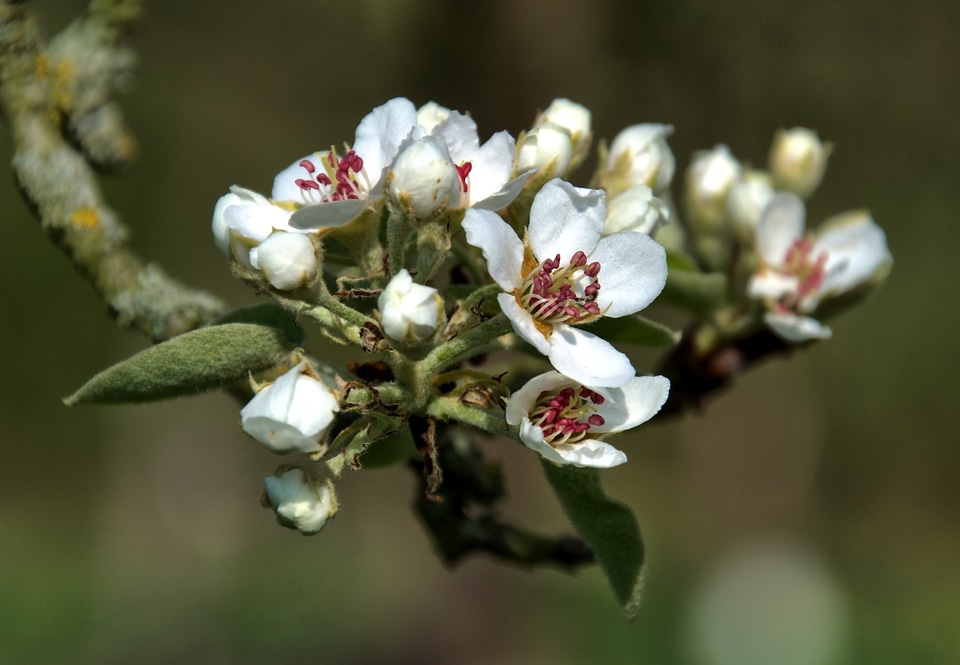Apple tree nature spring