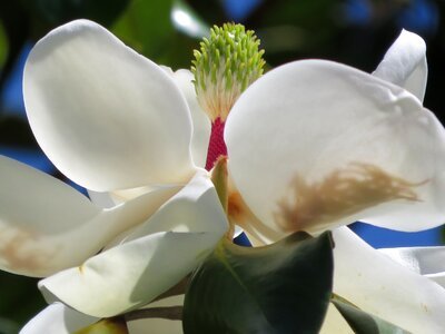 White petal tree photo
