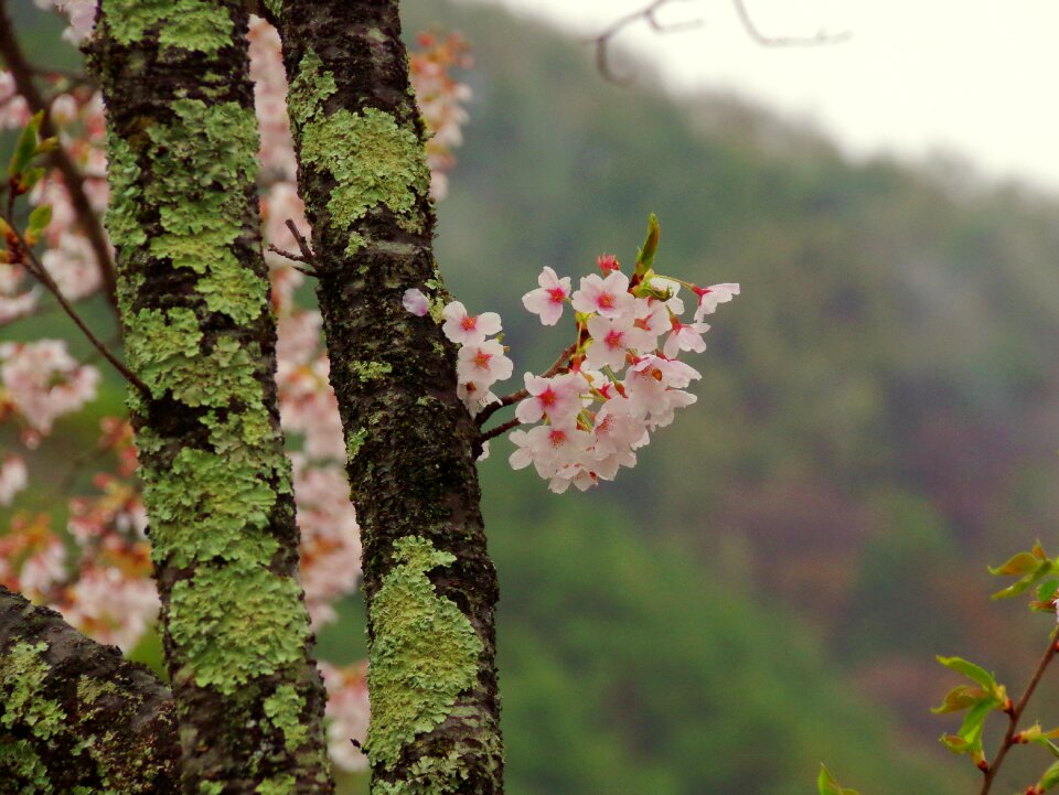 Mountain natural landscape