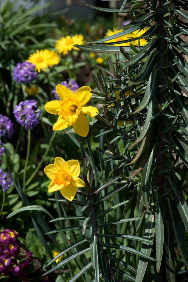 Yellow garden spring photo