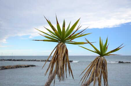 Palma agave sea