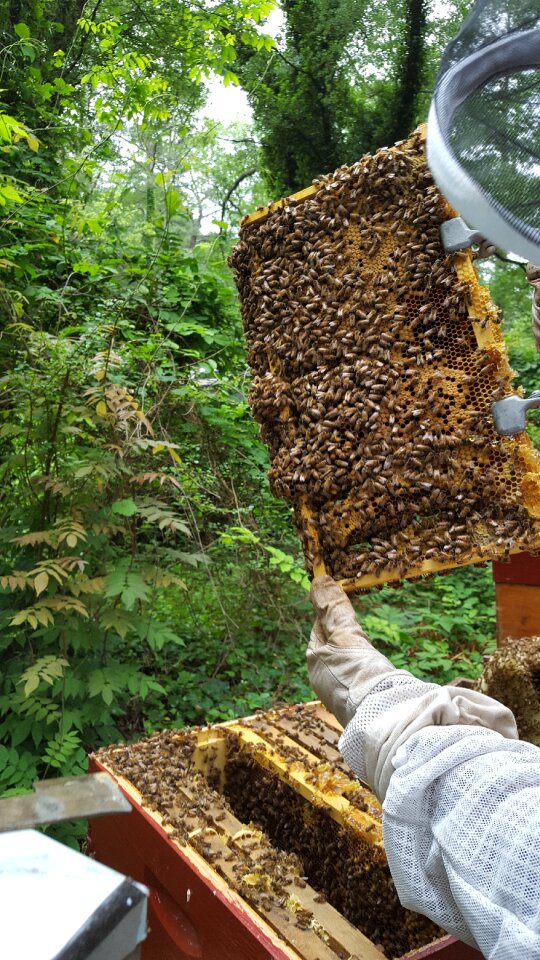 Honey urbanbeeman