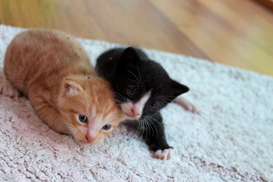Cats cute pets