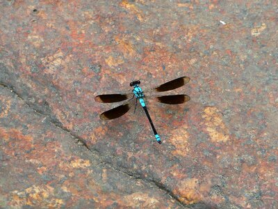 North queensland australia