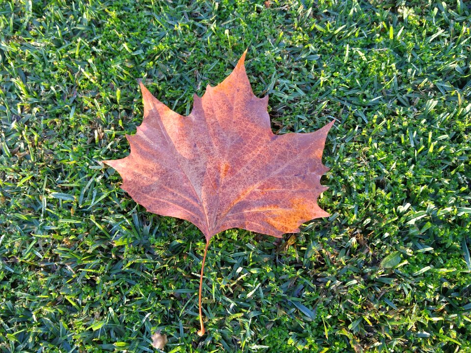 Grass autumn