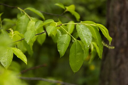 Nature green leaves green leaf photo