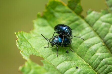 Beetle macro blue