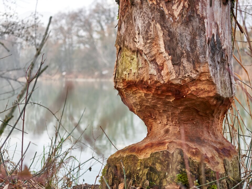 Wood water forest