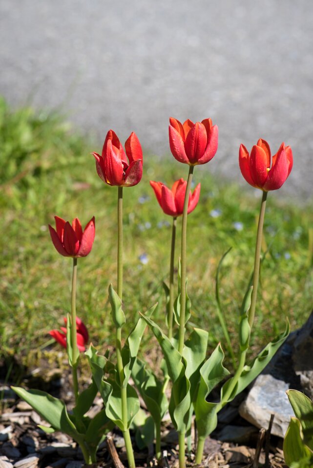 Garden garden flowers spring photo