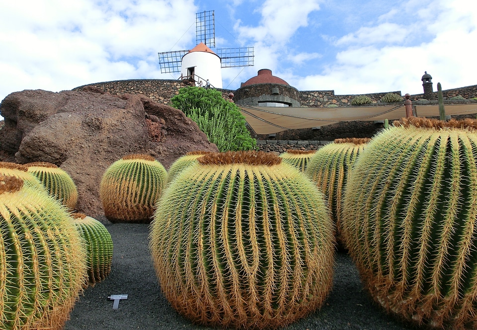 Lanzarote cactus sky