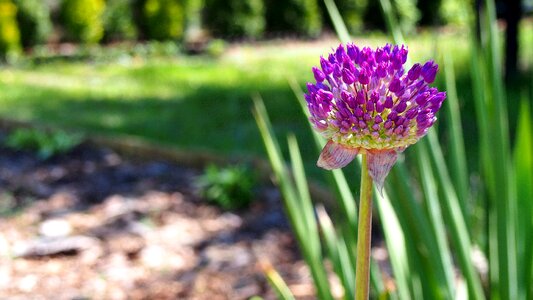 Flower główkowaty decorative garlic photo