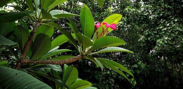 Red thailand