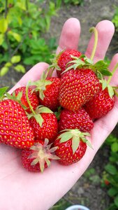 Juicy sweet sun